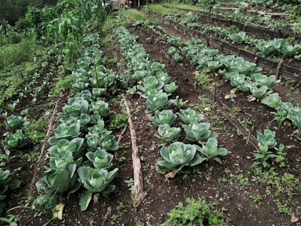 green plants on brown soil