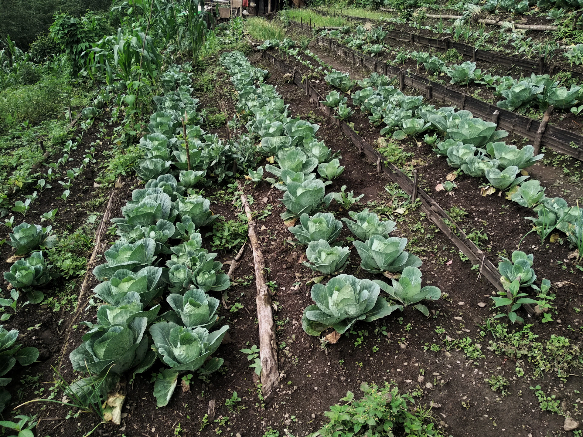 green plants on brown soil
