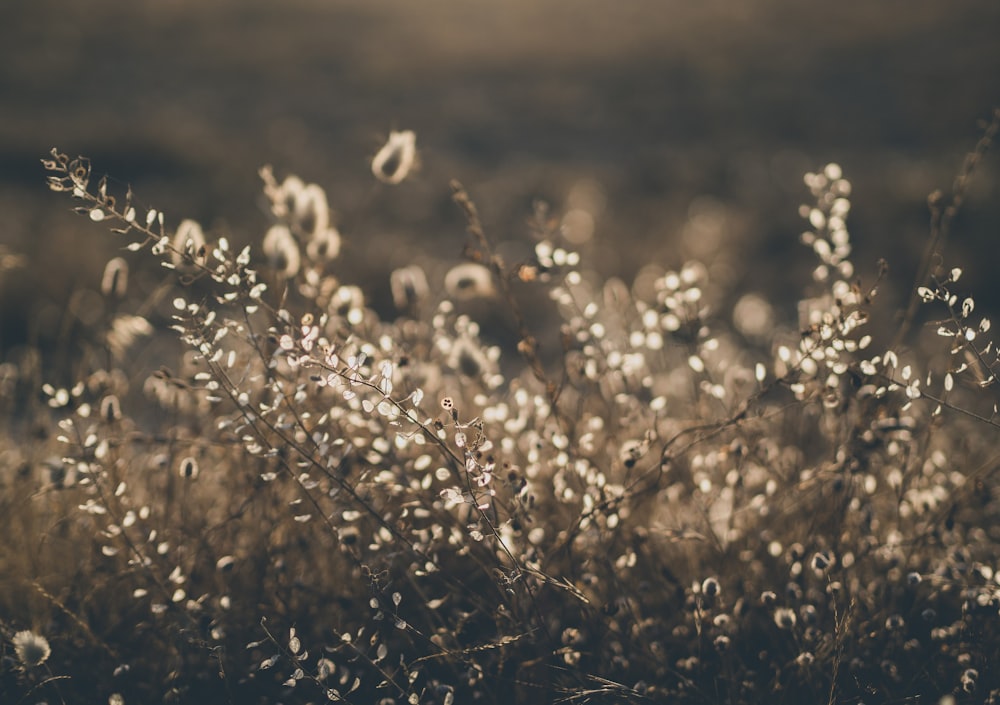 white flowers in tilt shift lens