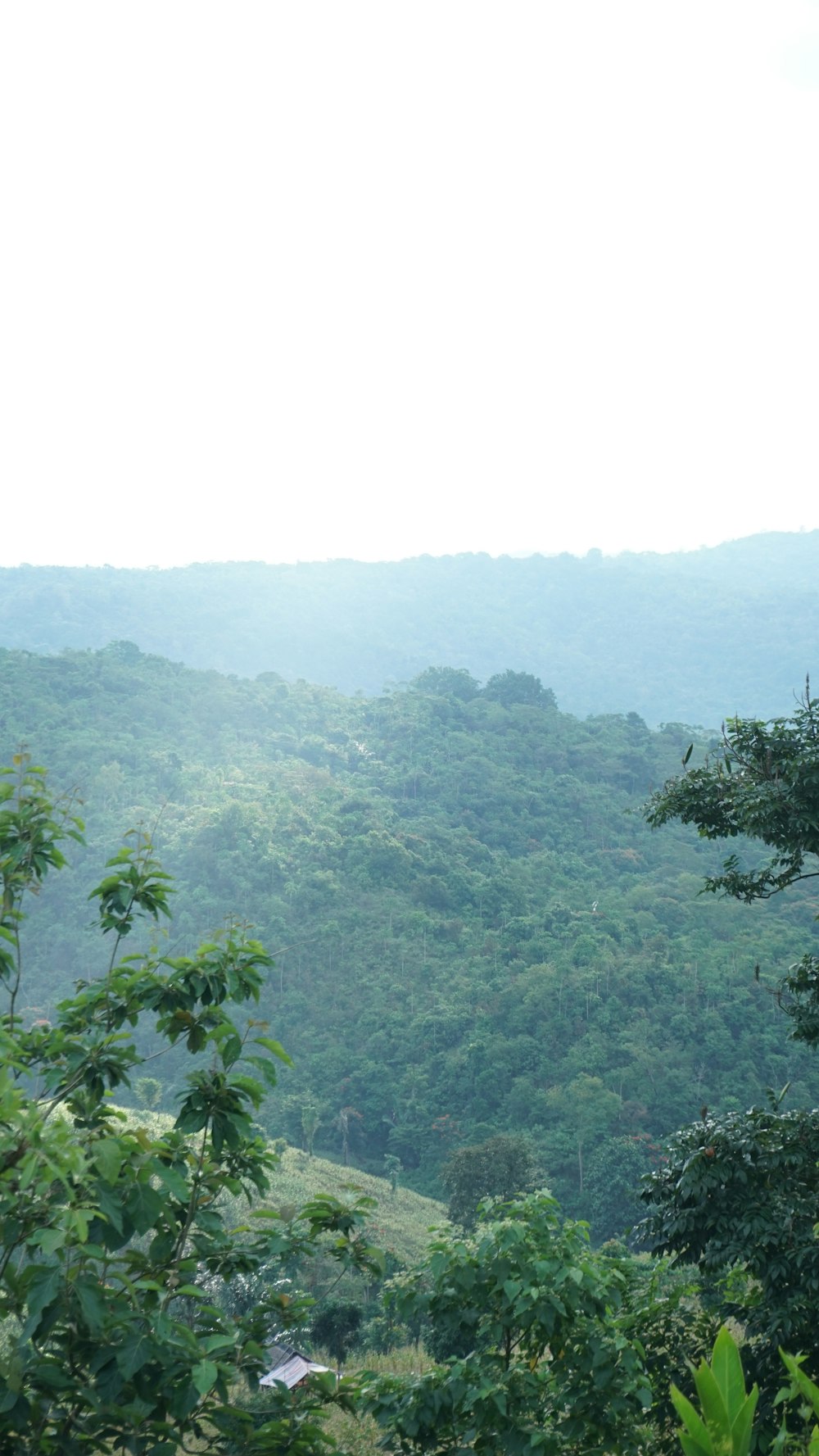 green trees on mountain during daytime