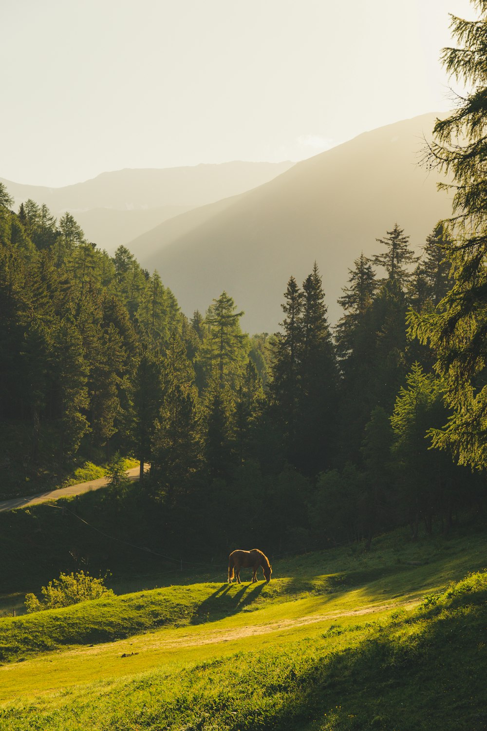 green trees on green grass field during daytime