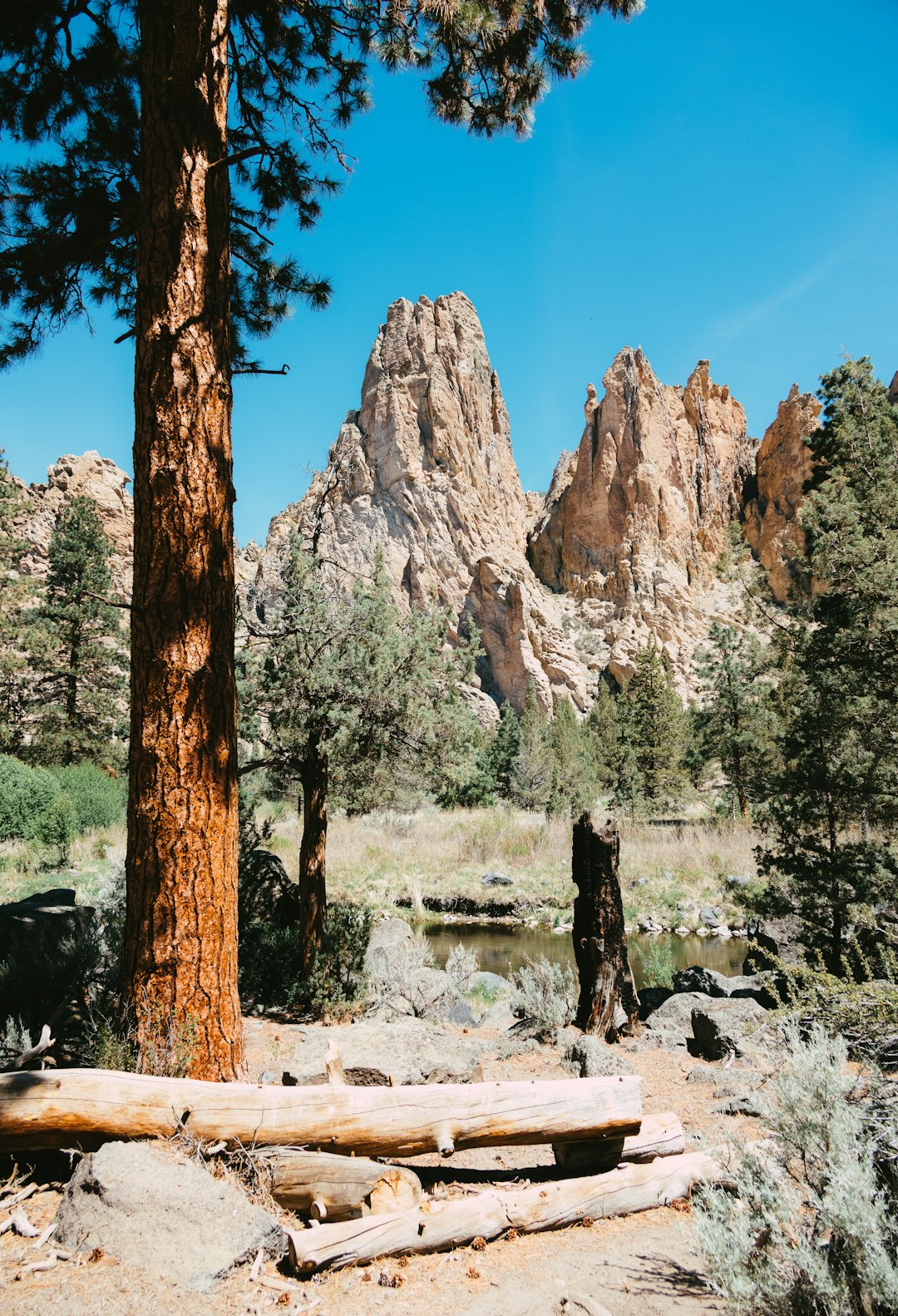 brown trees near brown rock formation during daytime