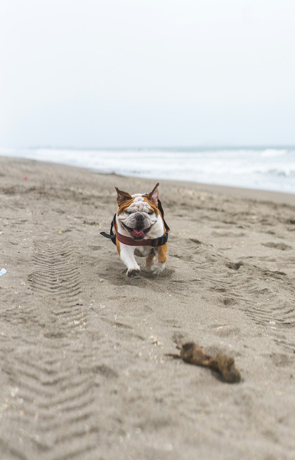 brown and white short coated dog running on beach during daytime