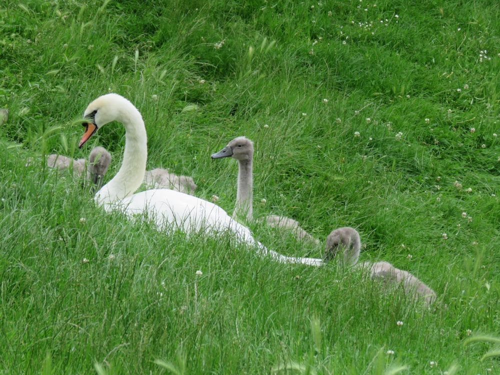Cigno bianco sul campo di erba verde durante il giorno