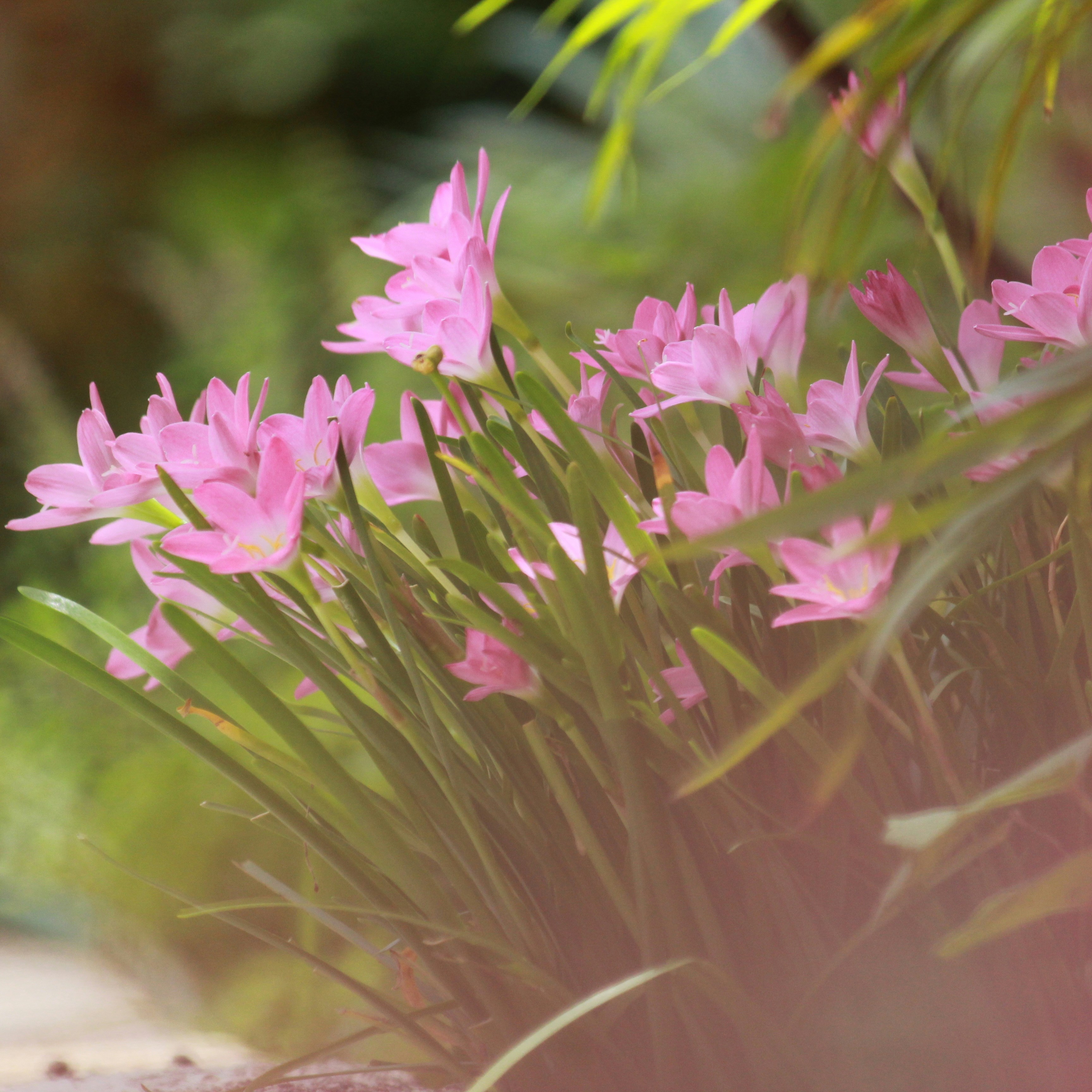 Photo by srini2srinivas