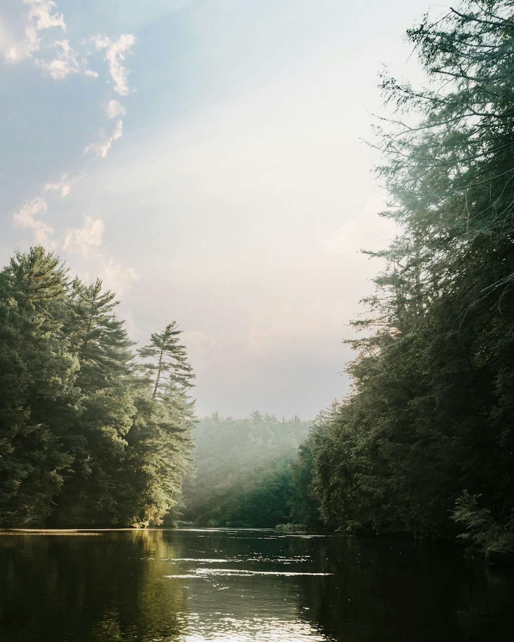 green trees beside river under white clouds during daytime