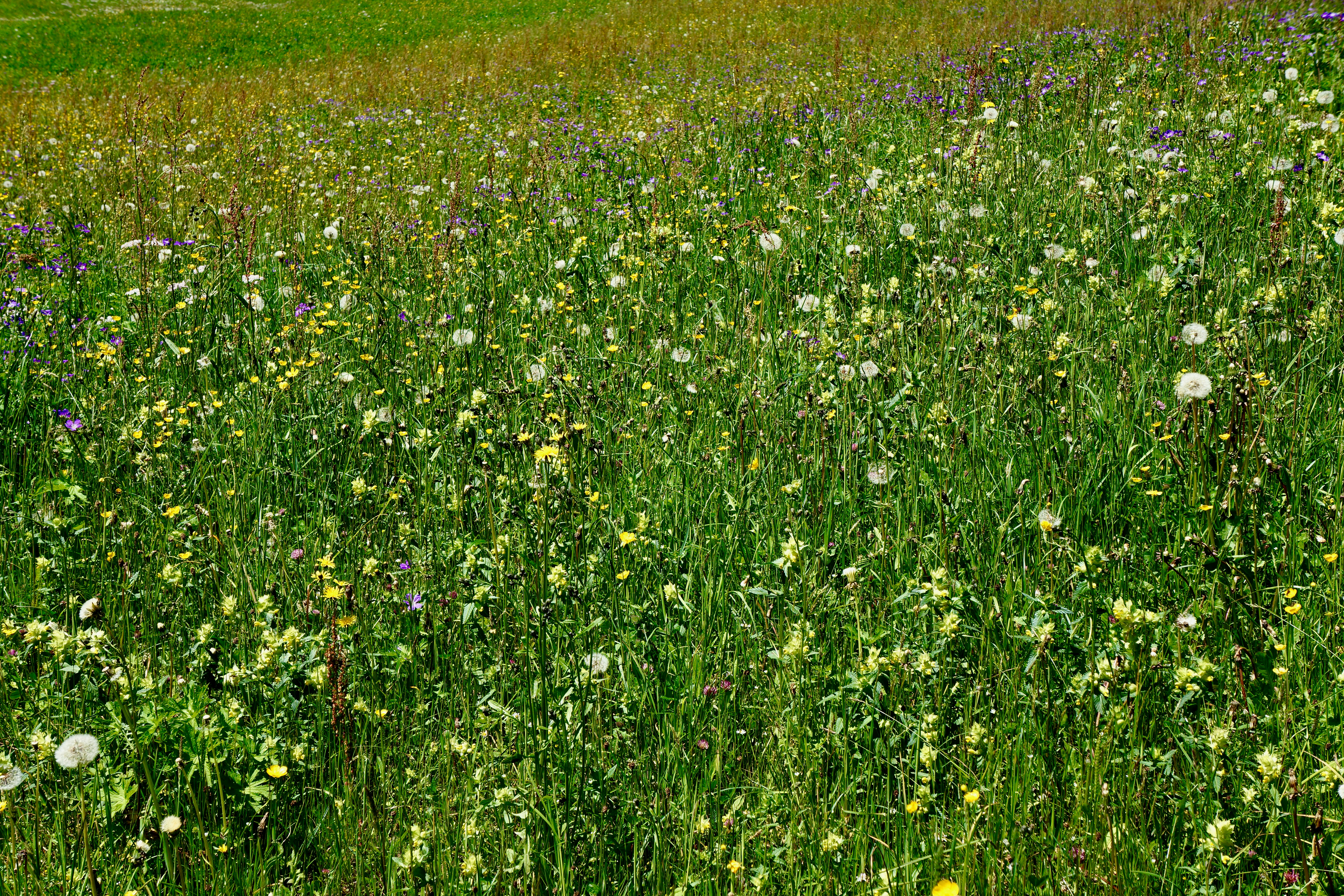 Photo by peterburdon