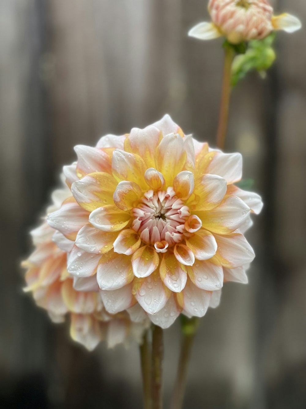 yellow and red flower in tilt shift lens