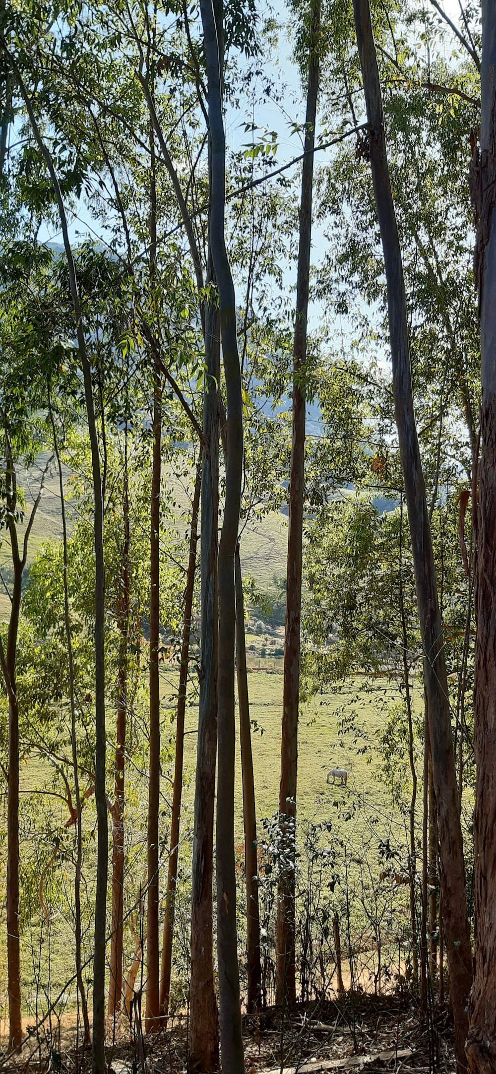 green and brown trees during daytime