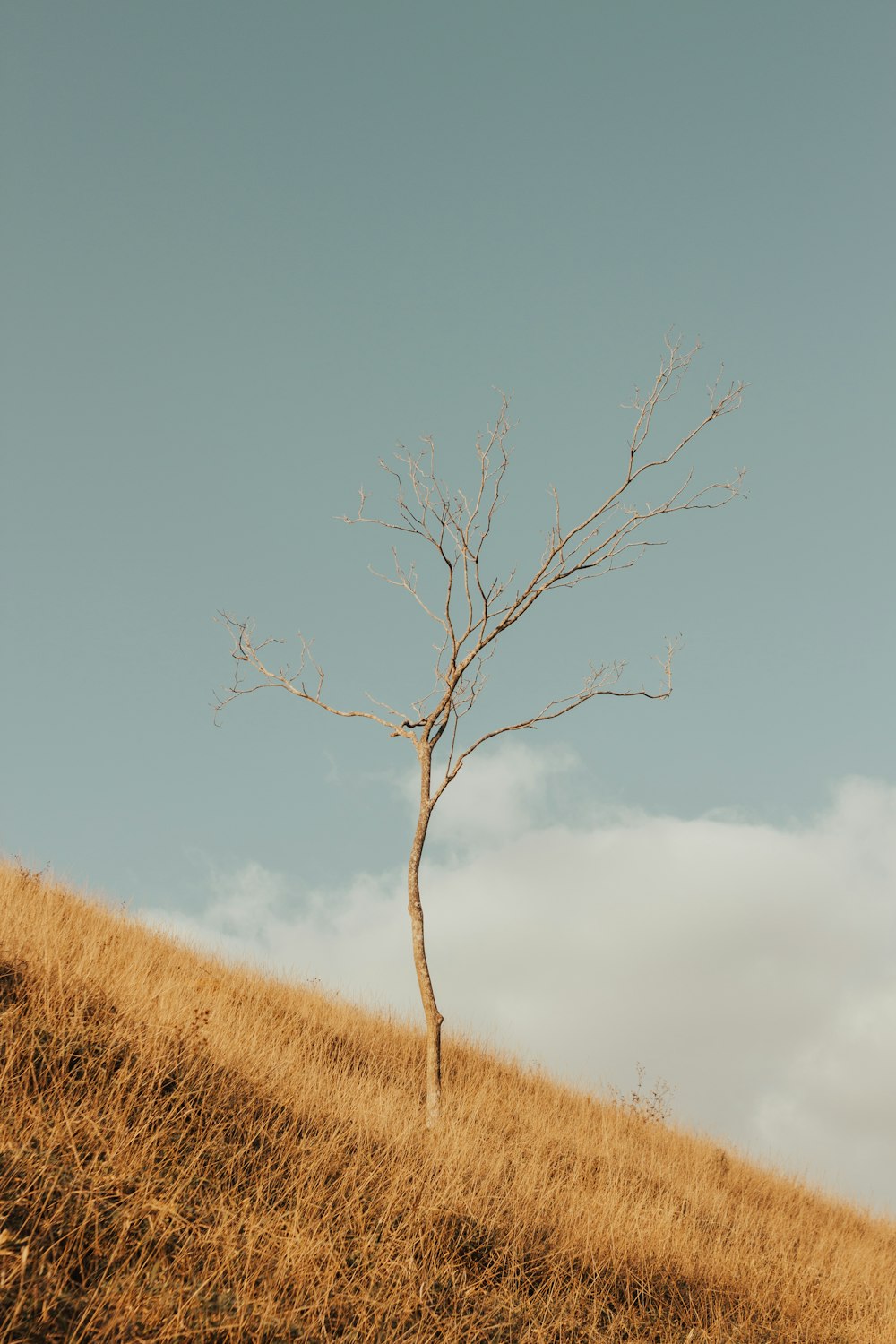 Arbre sans feuilles sur un champ d’herbe brune