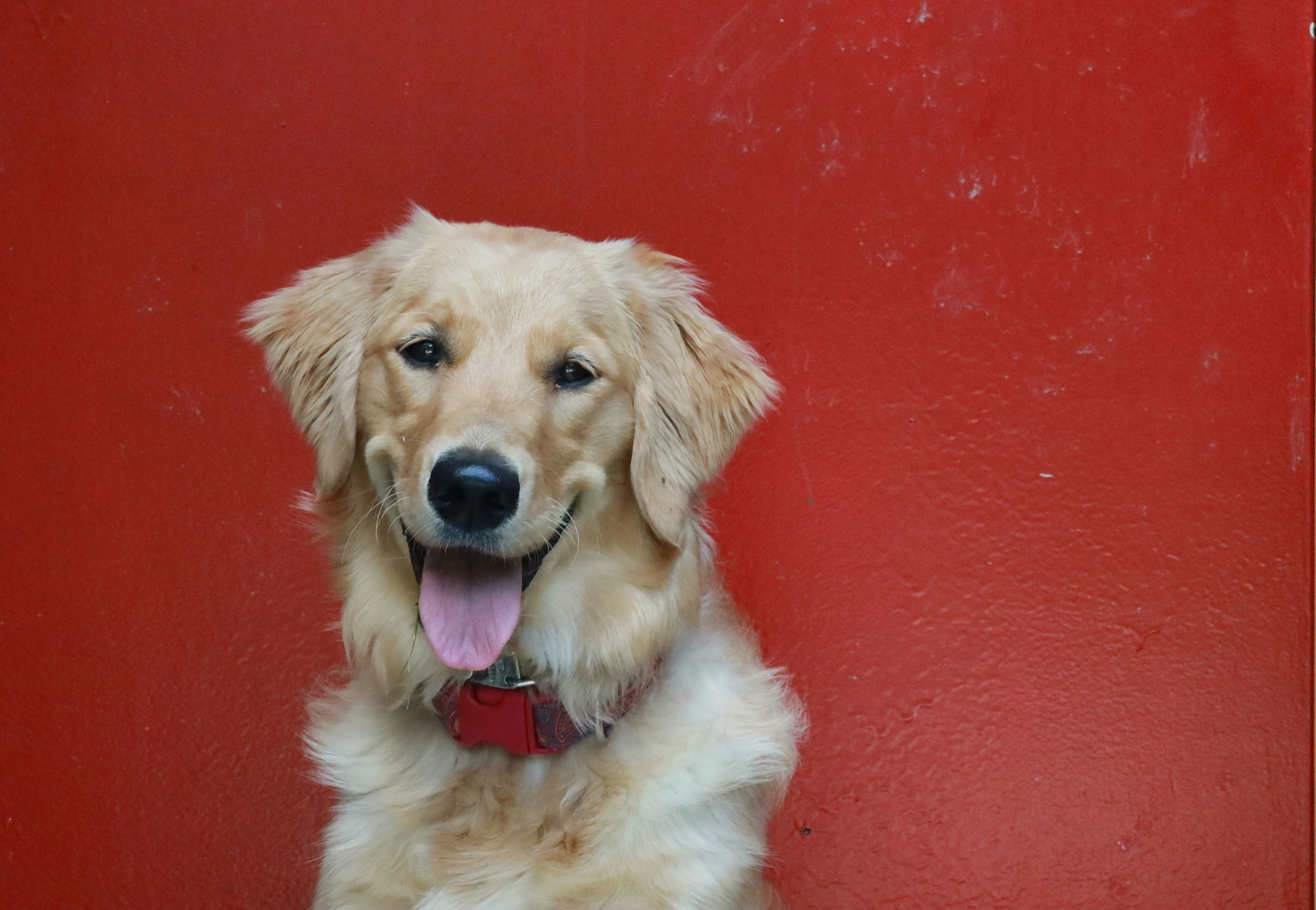 Golden Retriever Coat Colors Explained: Find Your Favorite
