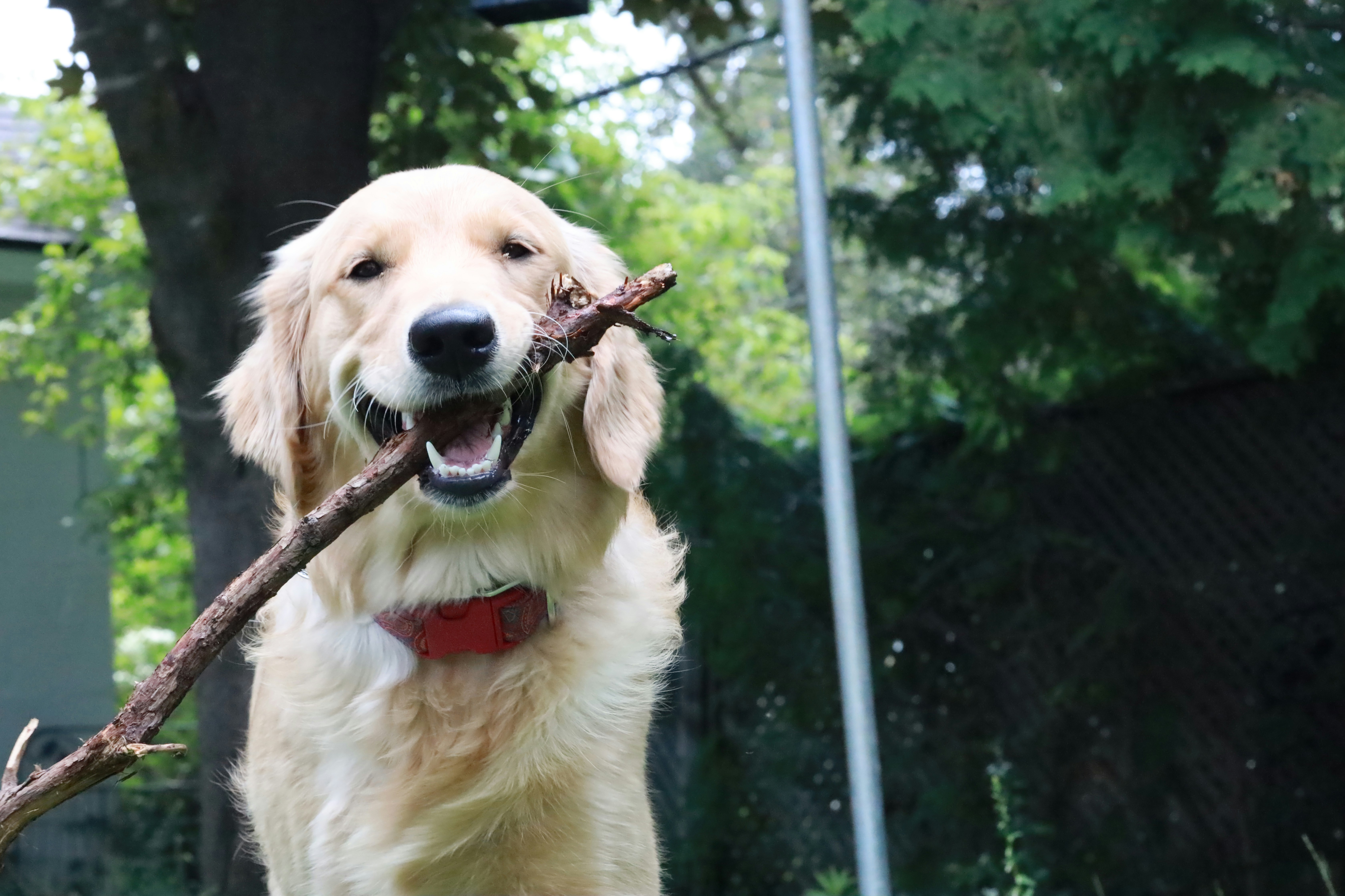 Small dog with toothbrush in mouth