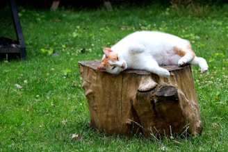 a cat laying on top of a wooden stump