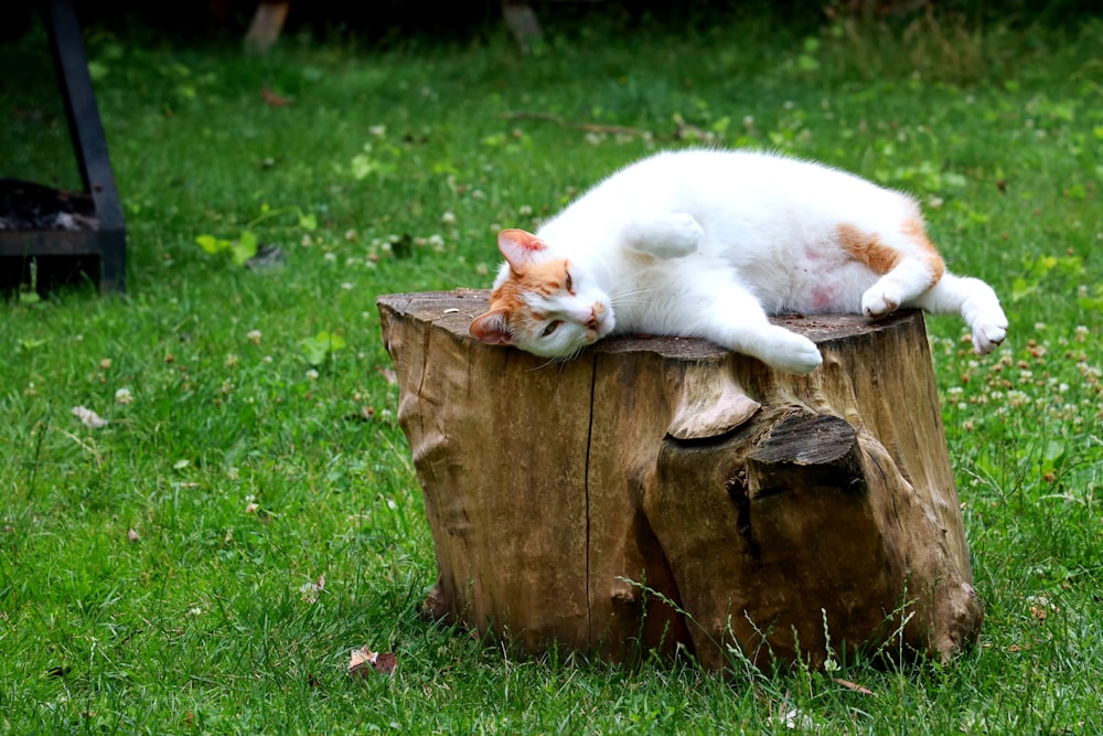 a cat laying on top of a wooden stump