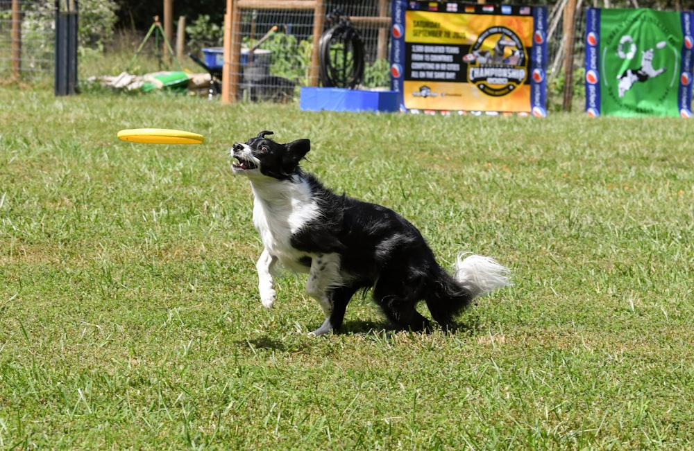 a black and white dog catching a yellow frisbee