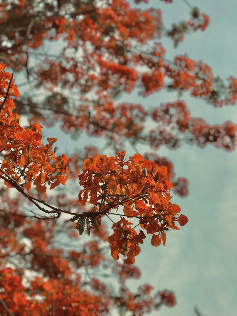 a tree with orange leaves and a blue sky in the background