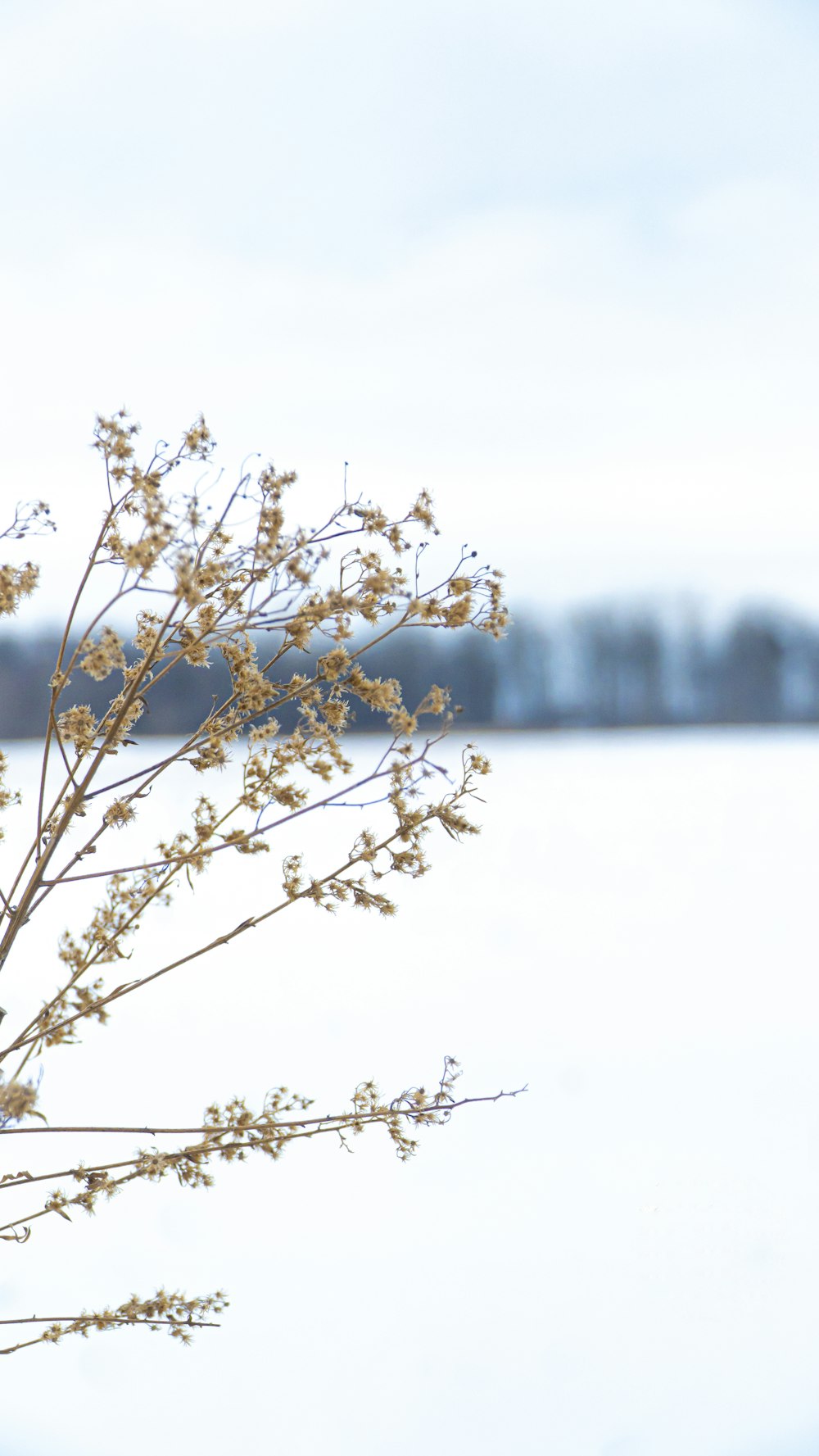 fiore bianco in lente tilt shift