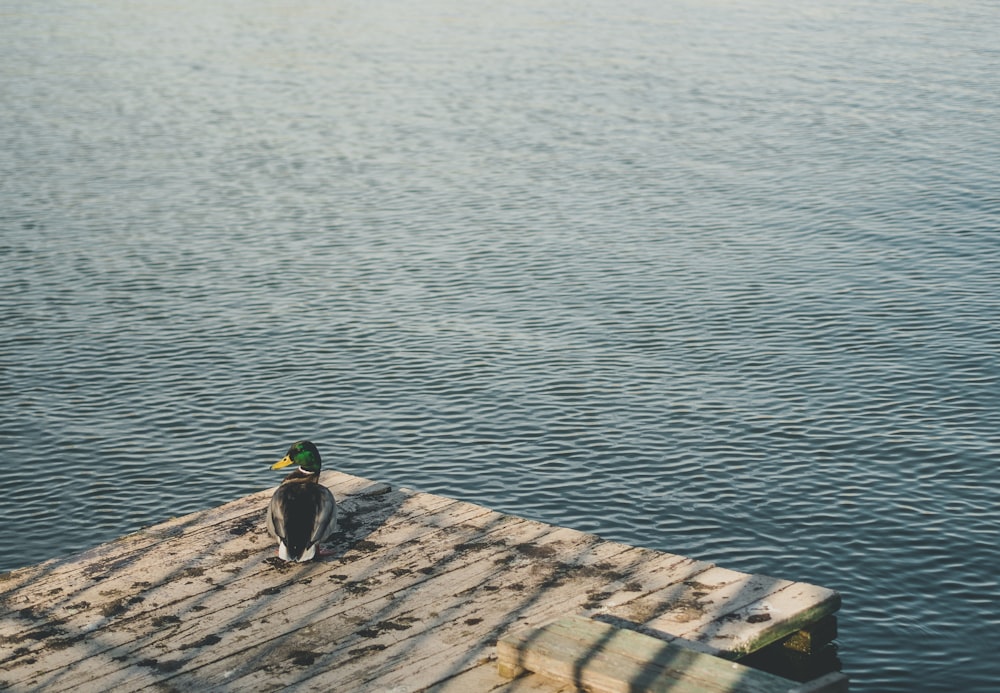 brown wooden dock on body of water during daytime