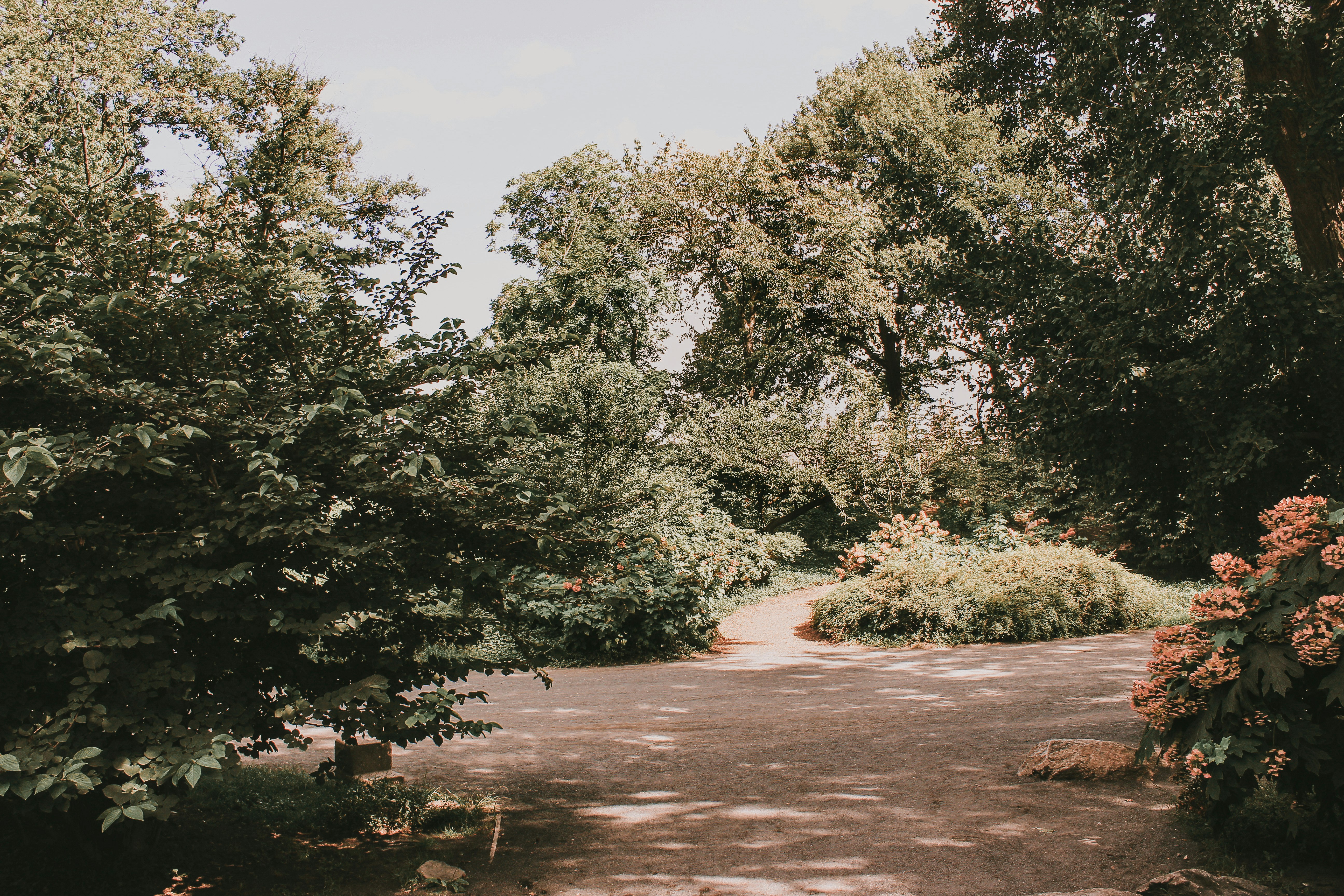 green trees near brown dirt road during daytime