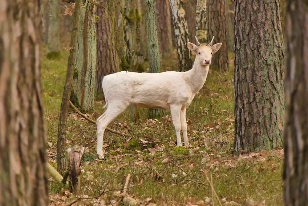 white goat on green grass field
