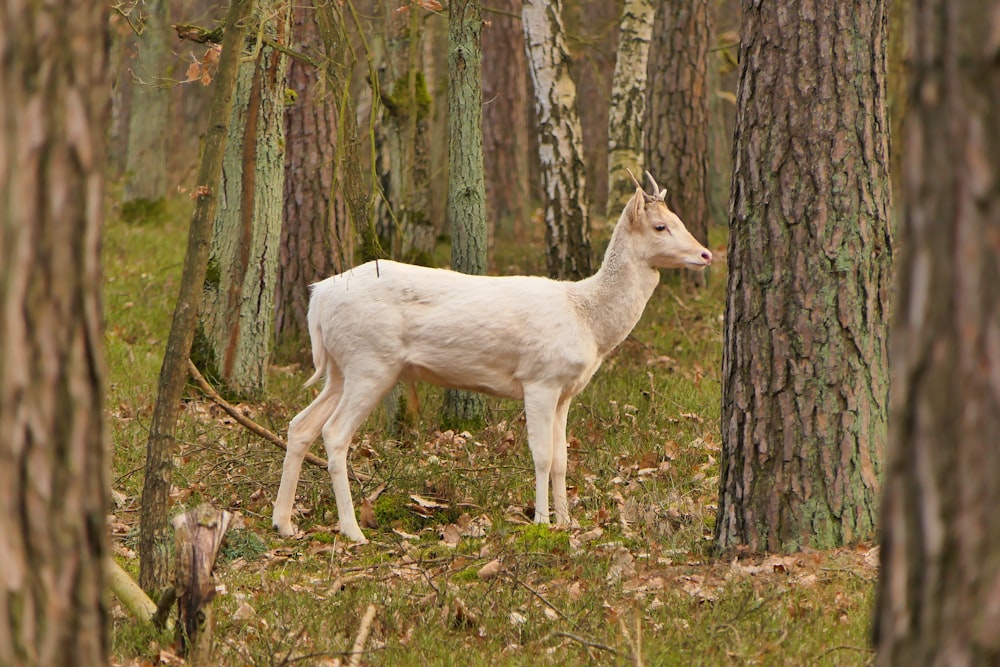 white horse standing on brown grass field