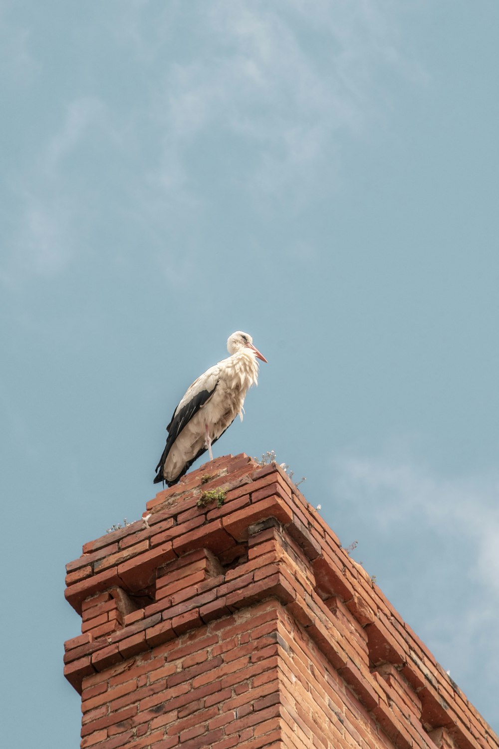 white bird on brown roof