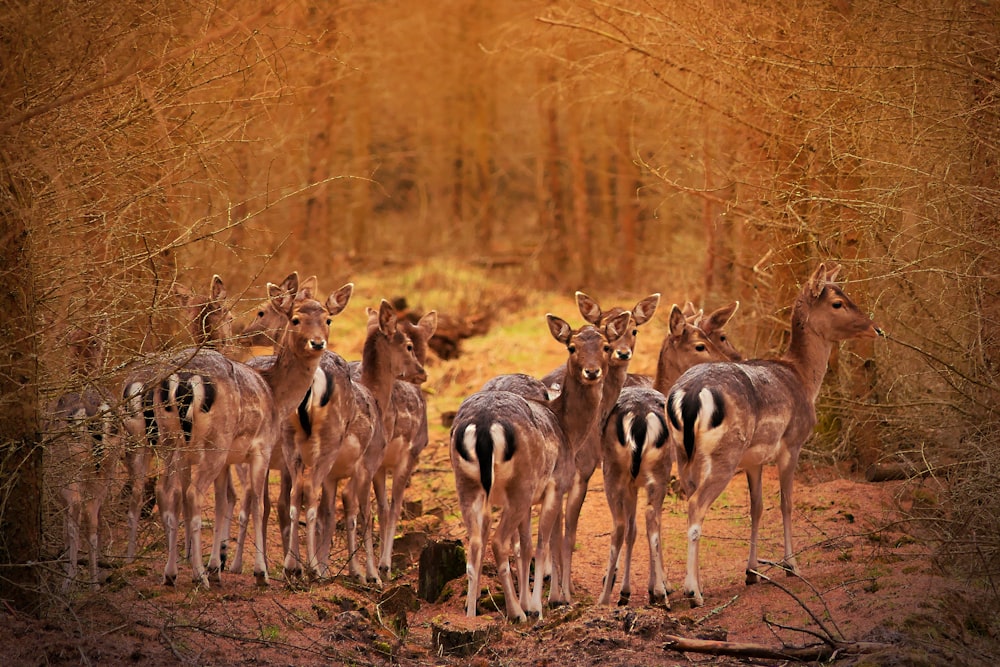 herd of deer on brown grass field during daytime