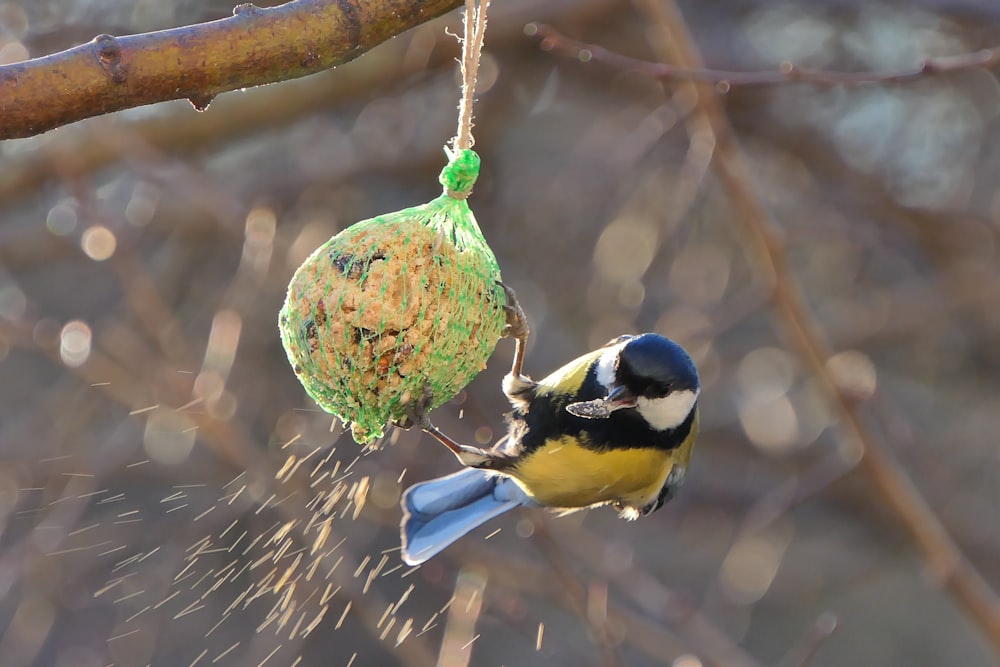 yellow black and white bird on tree branch