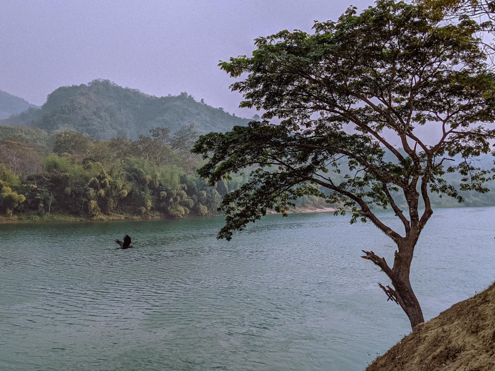 person in black wet suit on body of water during daytime