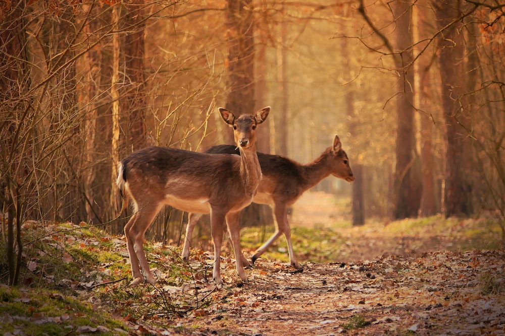 brown deer standing on brown grass during daytime