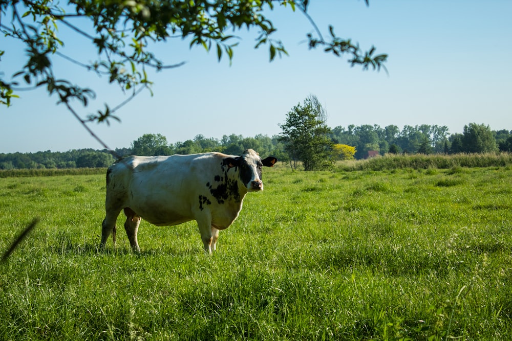 white and black cow on green grass field during daytime