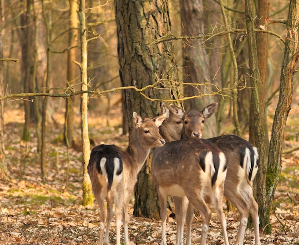 brown deer standing on brown grass field during daytime