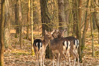 brown deer standing on brown grass field during daytime