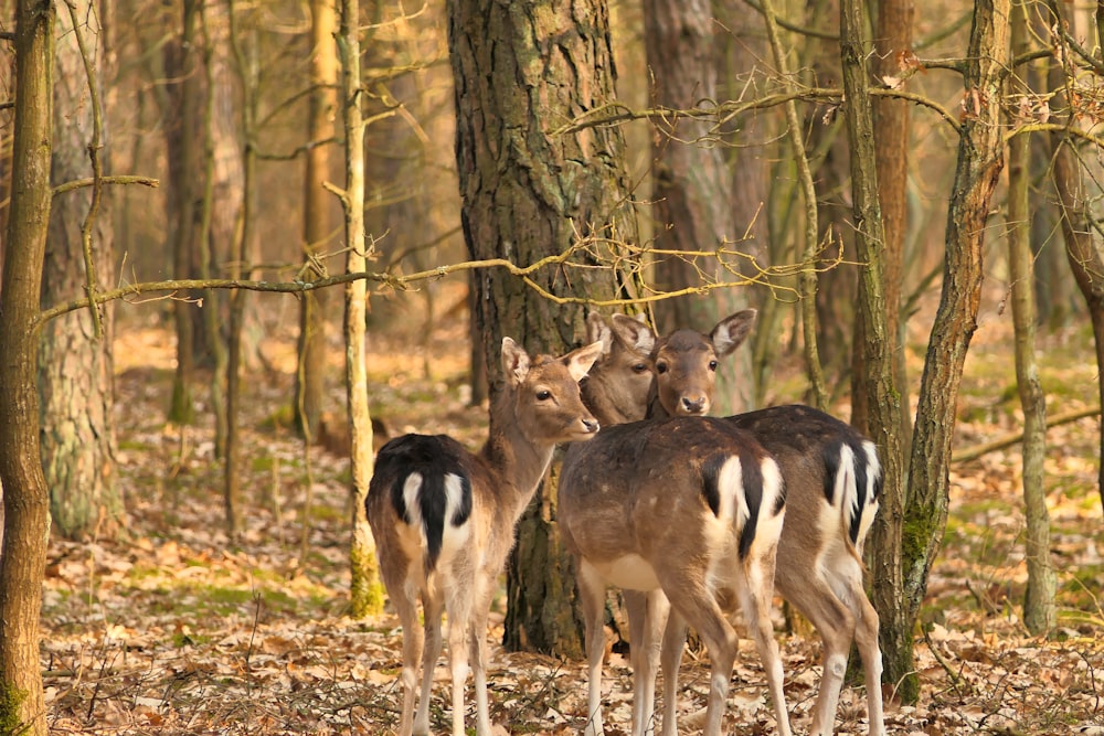 brown deer standing on brown grass field during daytime