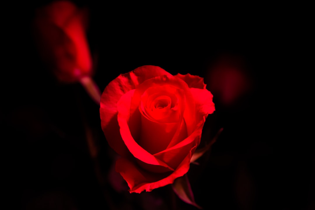 red rose in black background