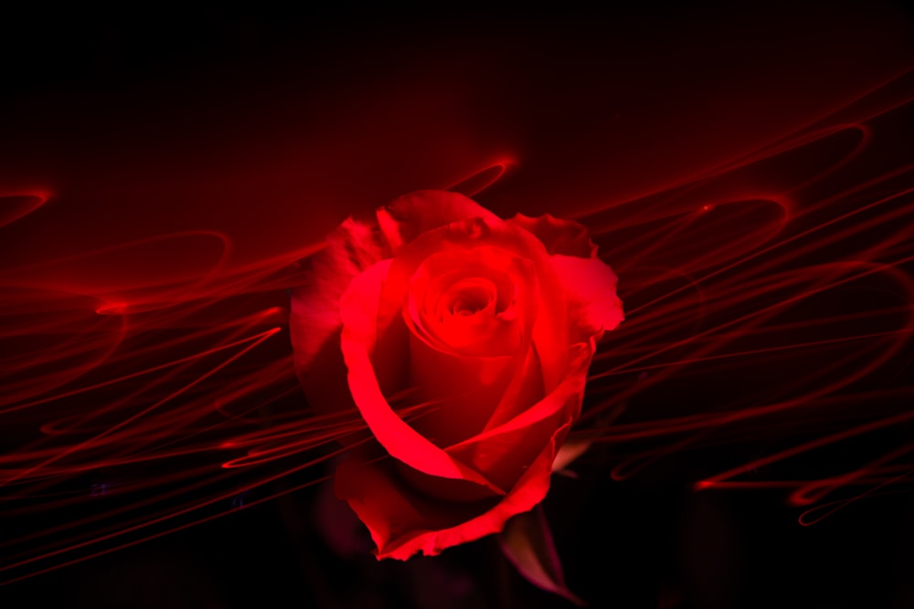 red rose with red light