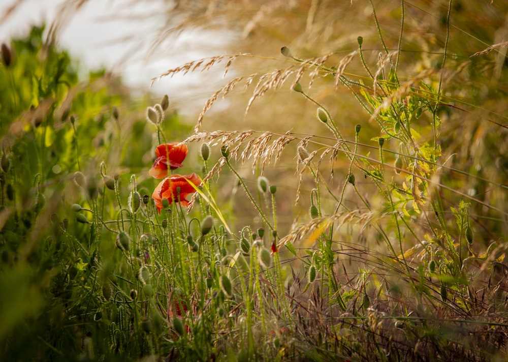 red flower on green grass during daytime