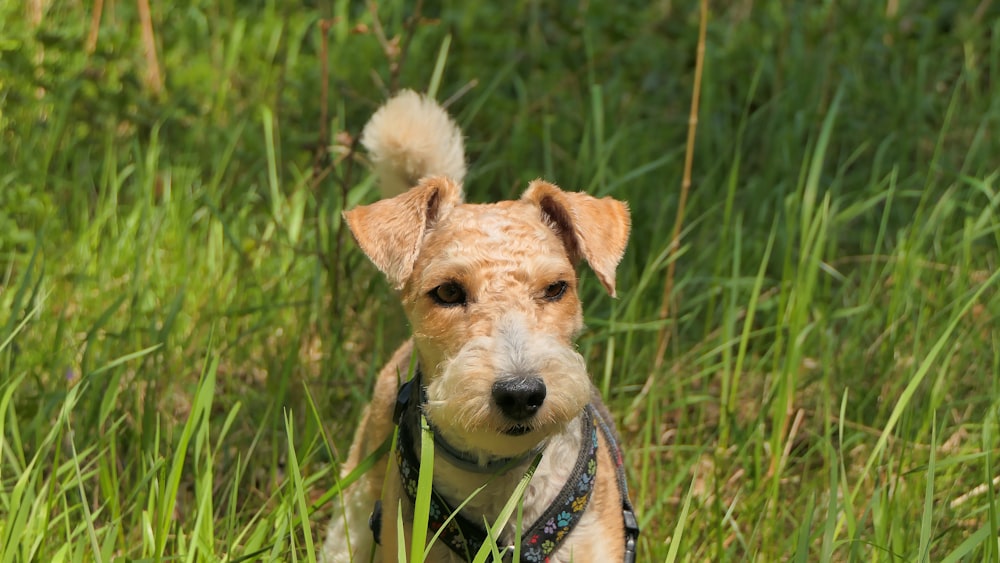 white and brown short coated dog on green grass field during daytime