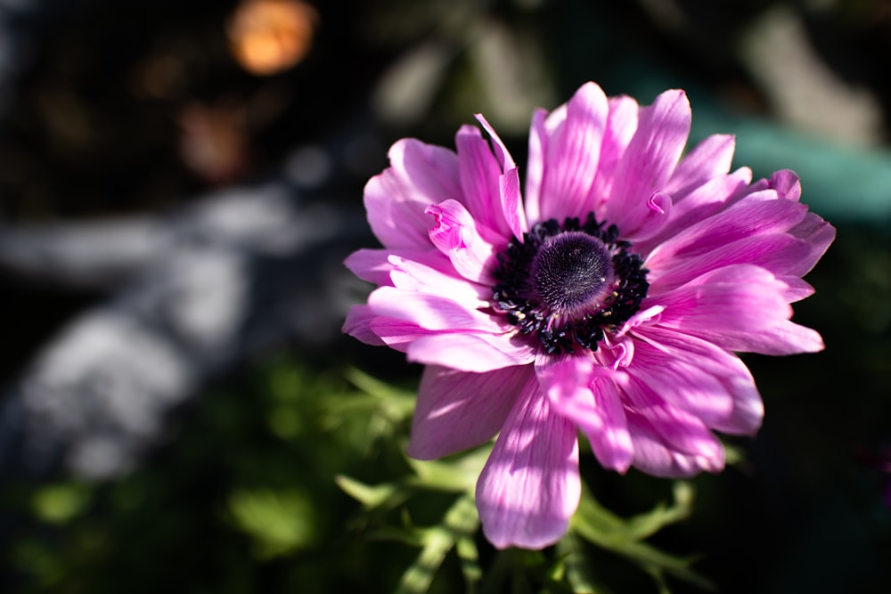 purple flower in tilt shift lens