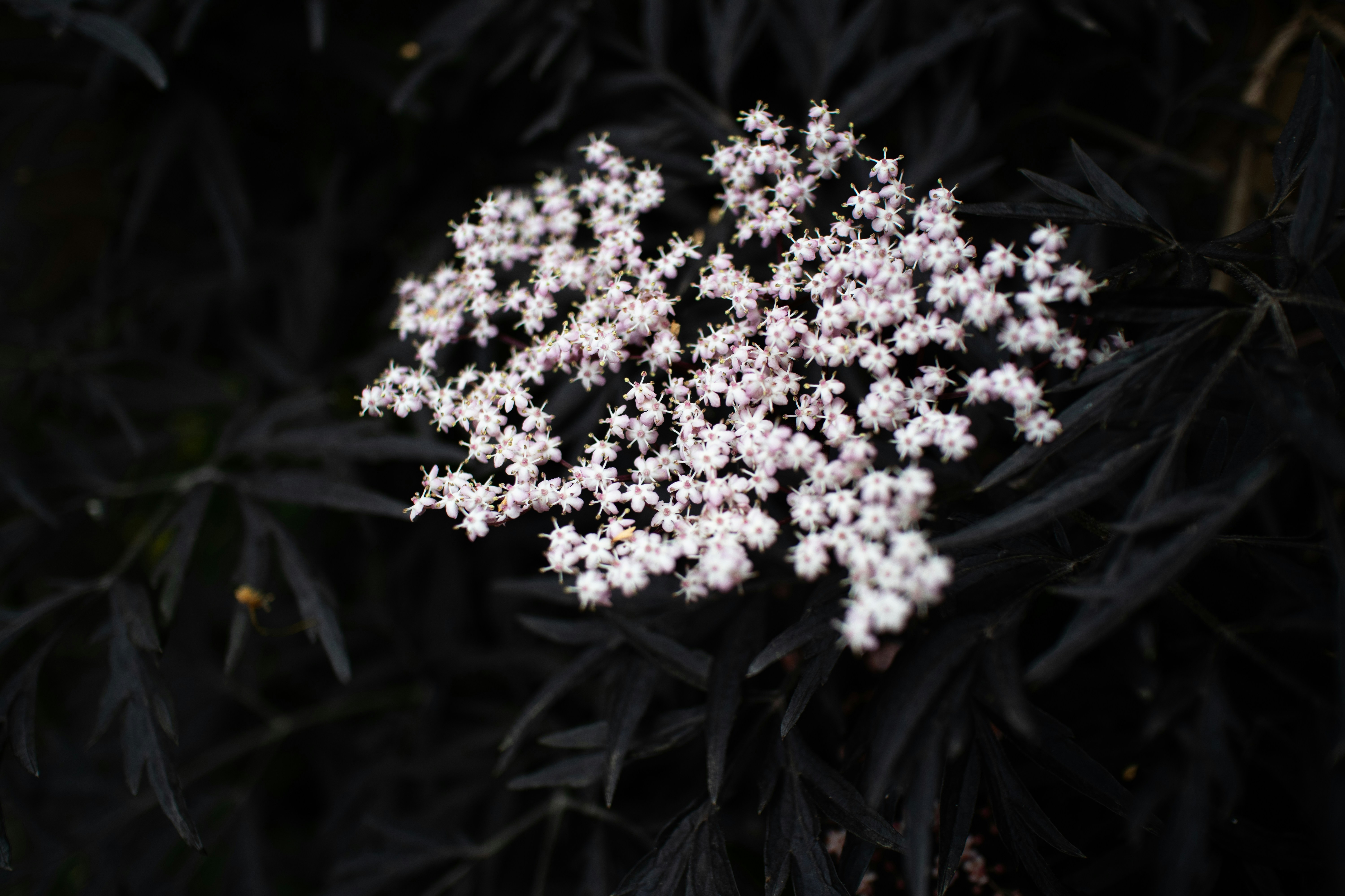 fleurs blanches dans une lentille à bascule