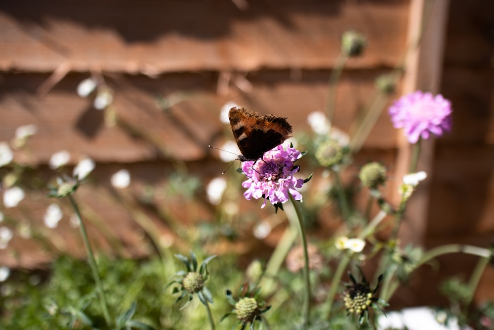 mariposa marrón en flor púrpura