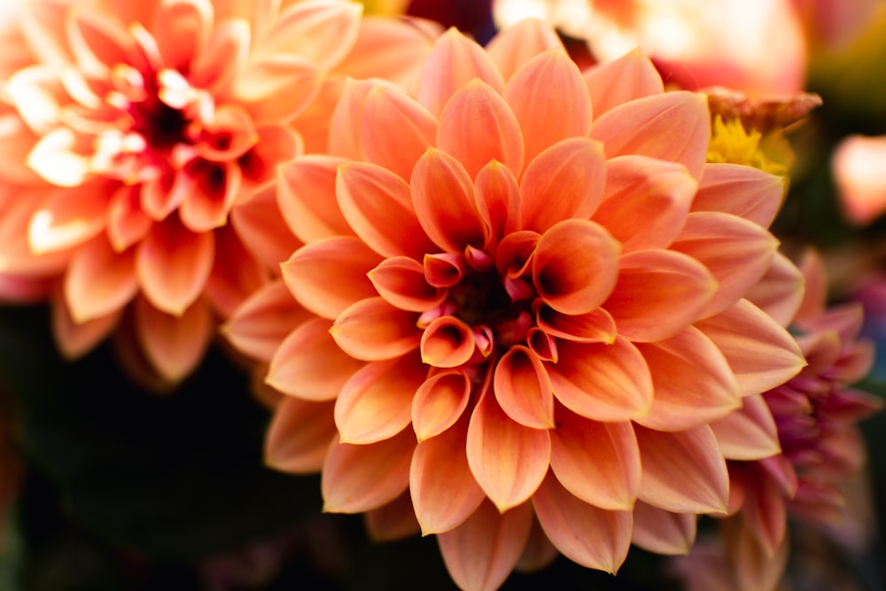 pink and white flower in tilt shift lens