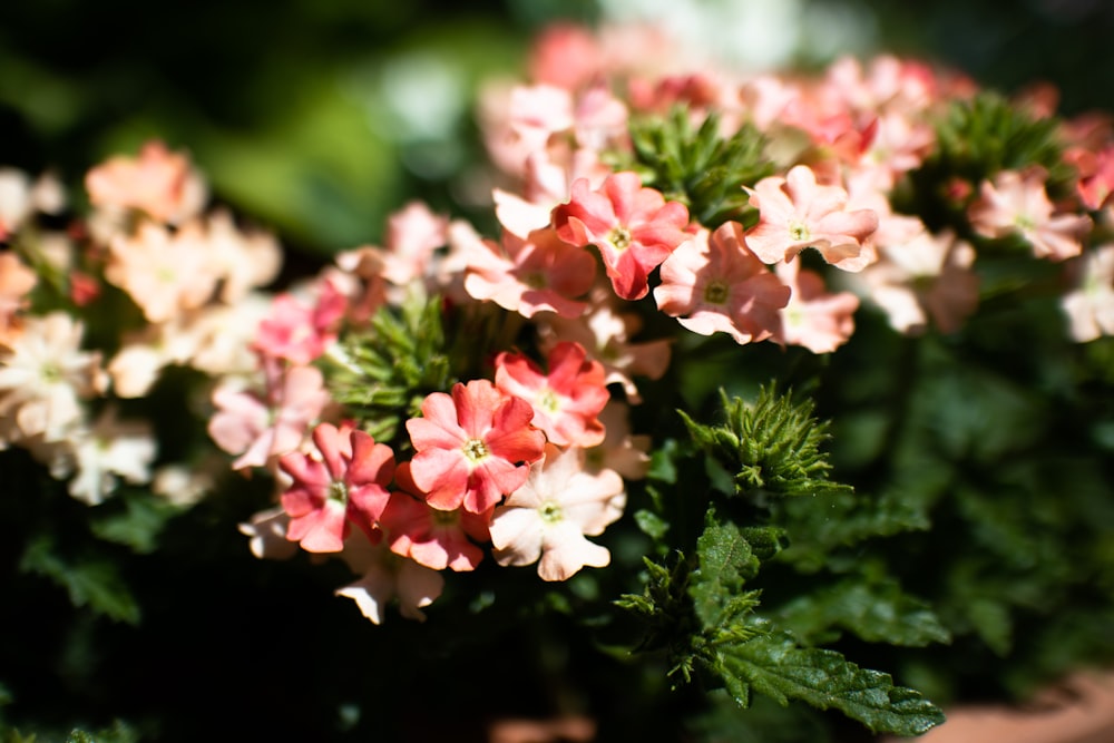 pink and white flowers in tilt shift lens