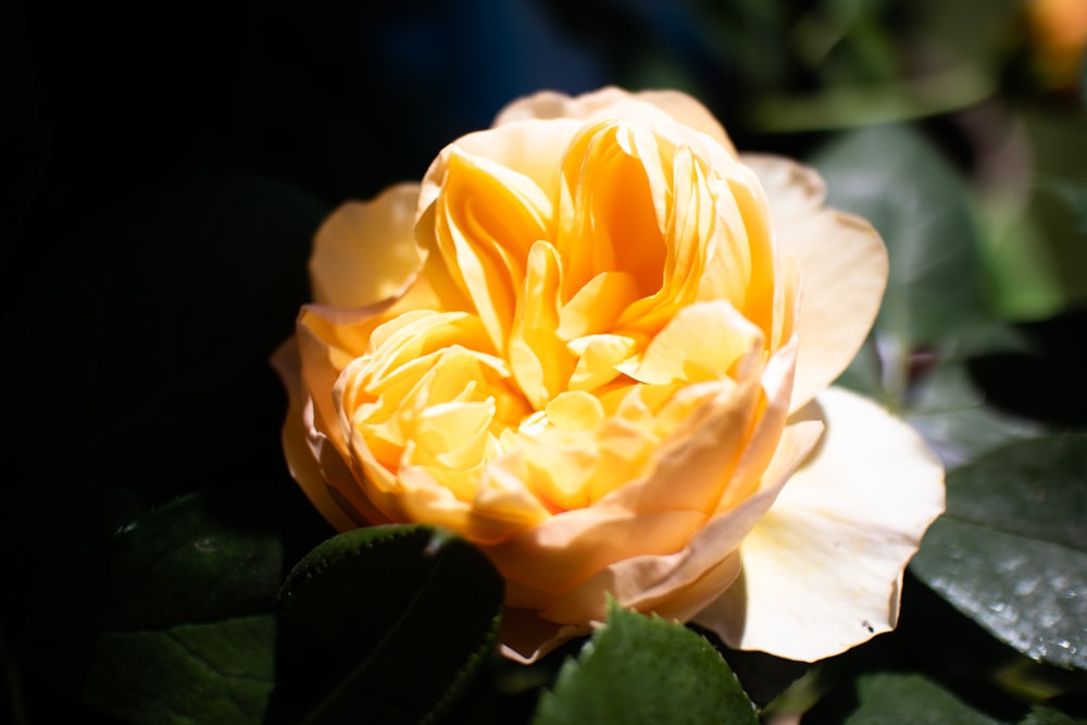 yellow rose in bloom during daytime