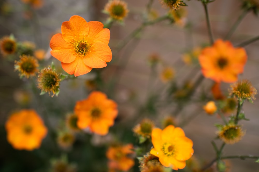 yellow flower in tilt shift lens