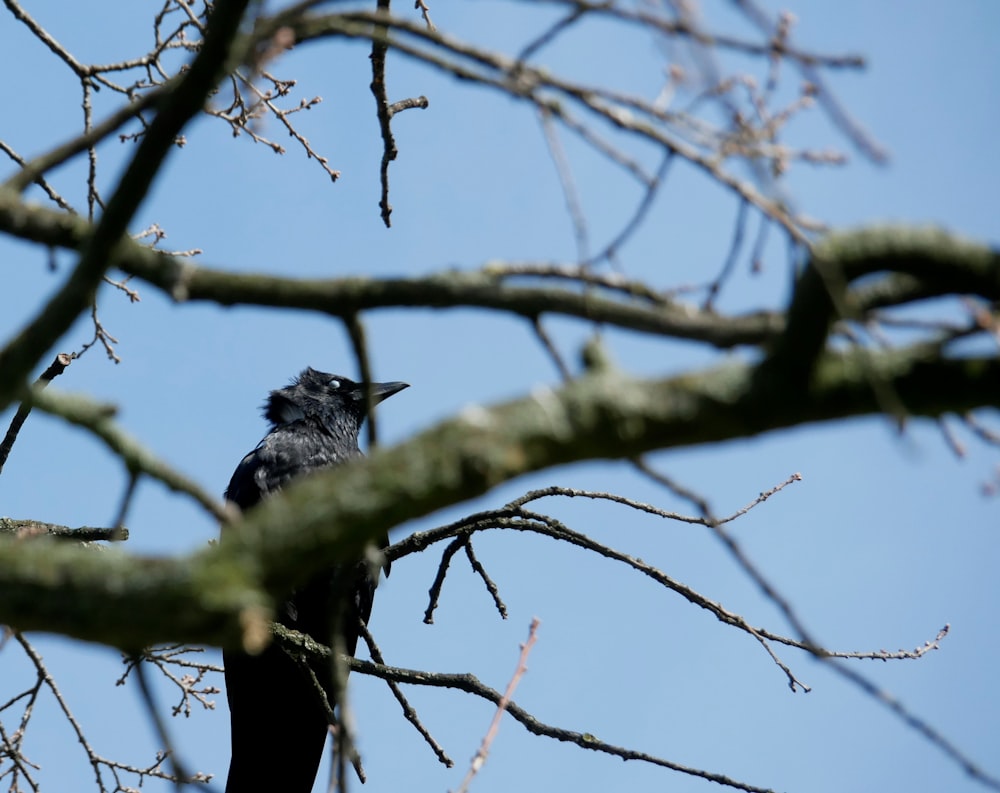 black crow on brown tree branch during daytime