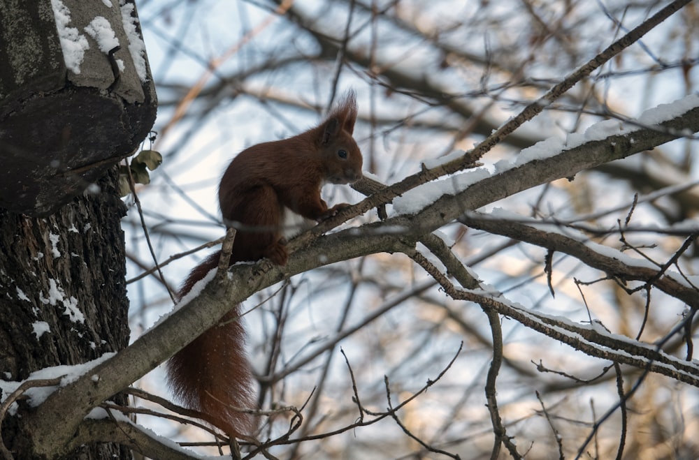 scoiattolo marrone sul ramo dell'albero durante il giorno