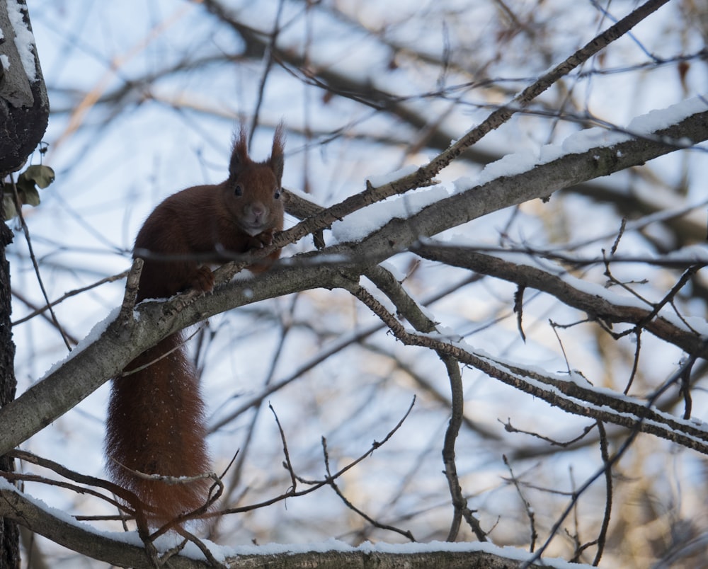 brown squirrel on tree branch during daytime