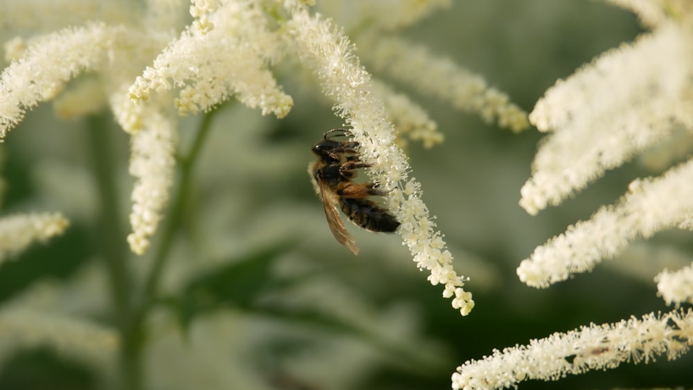 black and brown bee on white flower