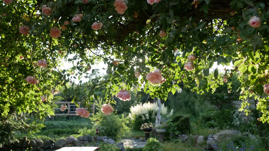 Jardin naturel avec prairie fleurie et papillons